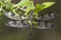 Banded Pennant female, Stephen A by Danita Delimont