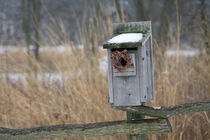 Bird, nest box with holiday wreath in winter, Marion, Illinois, USA. von Danita Delimont