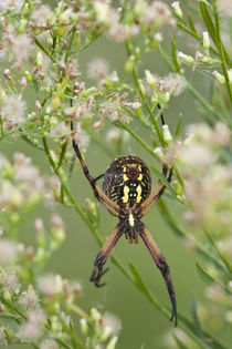 Black and Yellow Argiope spider by Danita Delimont