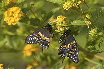 Black Swallowtail butterflies male and female on New Gold La... by Danita Delimont
