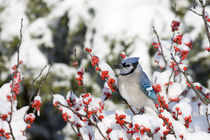 Blue Jay in Common Winterberry in winter, Marion, Illinois, USA. by Danita Delimont