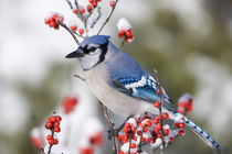 Blue Jay in Common Winterberry in winter, Marion, Illinois, USA. by Danita Delimont