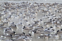 Canada Geese flock on frozen lake at sunrise, Marion, Illinois, USA. von Danita Delimont