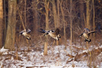 Canada Geese in flight and landing on frozen lake, Marion, I... von Danita Delimont