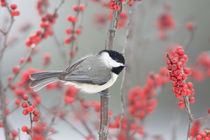 Carolina Chickadee in Common Winterberry in winter, Marion, ... von Danita Delimont