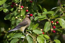 Cedar Waxwing eating berry in Serviceberry Bush, Marion, Ill... by Danita Delimont