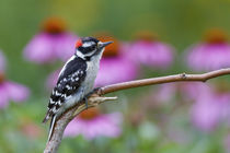 Downy Woodpecker male near flower garden, Marion, Illinois, USA. by Danita Delimont
