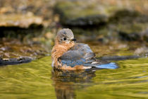 Eastern Bluebird female bathing, Marion, Illinois, USA. by Danita Delimont