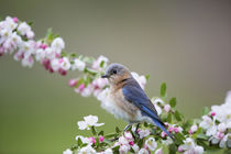 Eastern Bluebird female in Crabapple tree in spring Marion, ... by Danita Delimont