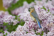 Eastern Bluebird female in Lilac bush, Marion, Illinois, USA. by Danita Delimont