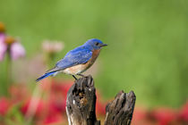 Eastern Bluebird male on fence post in flower garden Marion,... von Danita Delimont
