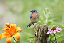 Eastern Bluebird male on fence post near flower garden, Mari... by Danita Delimont