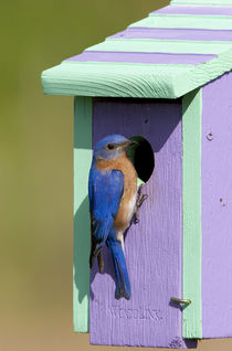 Eastern Bluebird male on nest box, Marion, Illinois, USA. by Danita Delimont