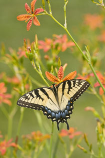 Eastern Tiger Swallowtail on Blackberry Lily by Danita Delimont