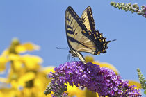 Eastern Tiger Swallowtail butterfly on Butterfly Bush, Mario... von Danita Delimont