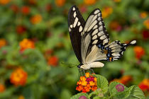 Giant Swallowtail on Red Spread Lantana by Danita Delimont