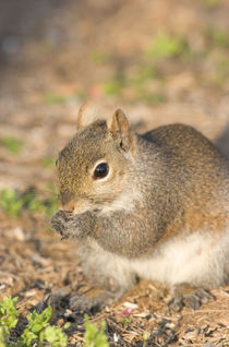 Gray Squirrel eating seeds, Marion, Illinois, USA. von Danita Delimont