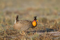 Greater Prairie Chicken male booming or displaying on lek, P... by Danita Delimont