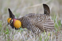 Greater Prairie Chicken male booming or displaying on lek, P... by Danita Delimont