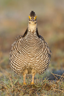 Greater Prairie Chicken male on lek, Prairie Ridge State Nat... by Danita Delimont