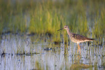 Greater Yellowlegs in wetland, Marion, Illinois, USA. by Danita Delimont