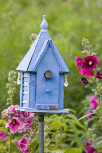 House Wren at blue nest box near Hollyhocks by Danita Delimont