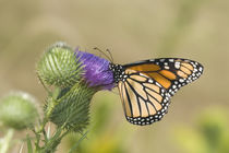 Monarch on Pasture Thistle Prairie Ridge SNA, Marion, Illinois, USA. by Danita Delimont