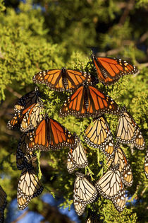 Monarch butterflies roosting in Eastern Red Cedar tree, Prai... by Danita Delimont