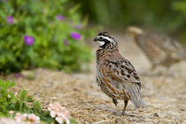 Northern Bobwhite male and female in flower garden, Marion, ... by Danita Delimont