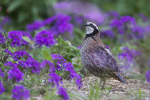 Northern Bobwhite quail male in flower garden with Homestead... by Danita Delimont