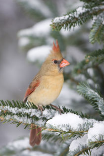 Northern Cardinal female in Balsam fir tree in winter, Mario... by Danita Delimont