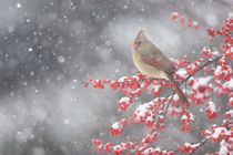 Northern Cardinal female in Common Winterberry during snowst... by Danita Delimont