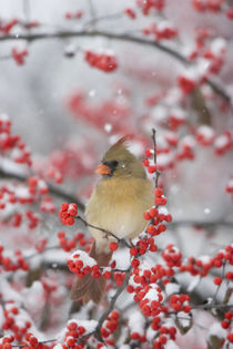 Northern Cardinal female in Common Winterberry in snowstorm,... by Danita Delimont