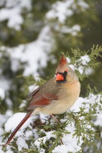 Northern Cardinal female in Juniper tree in winter Marion, I... von Danita Delimont
