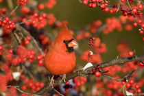 Northern Cardinal male in Common Winterberry in winter, Mari... von Danita Delimont