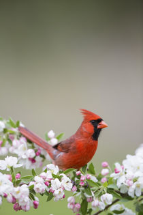 Northern Cardinal male in Crabapple tree in spring Marion, I... von Danita Delimont