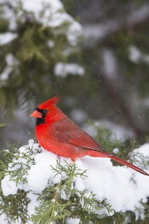 Northern Cardinal male in Juniper tree in winter Marion, Ill... von Danita Delimont
