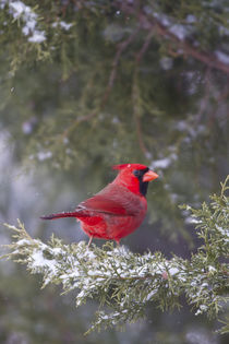 Northern Cardinal male in Keteleeri Juniper tree in winter, ... von Danita Delimont