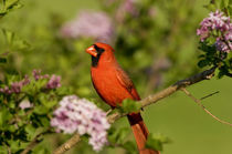 Northern Cardinal male in Lilac bush, Marion, Illinois, USA. von Danita Delimont