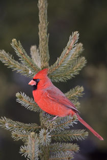 Northern Cardinal male in spruce tree, Marion, Illinois, USA. von Danita Delimont