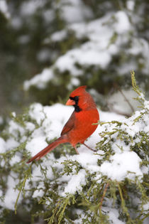 Northern Cardinal male on Keteleeri Juniper in winter, Mario... by Danita Delimont
