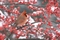 Northern Cardinal male in Common Winterberry in snowstorm, M... by Danita Delimont