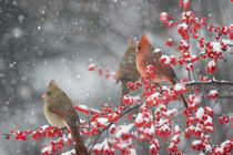 Northern Cardinals male and females in Common Winterberry in... von Danita Delimont