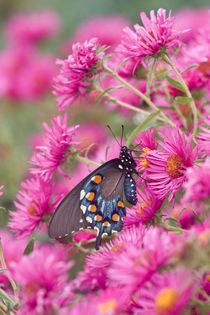 Pipevine Swallowtail on New England Aster Marion, Illinois, USA. by Danita Delimont