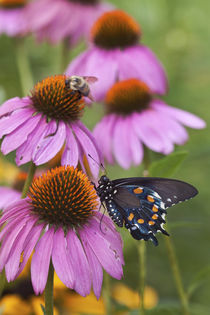 Pipevine Swallowtail Butterfly male on Purple Coneflower, Ma... by Danita Delimont