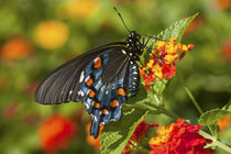 Pipevine Swallowtail Butterfly male on Red Spread Lantana, M... by Danita Delimont