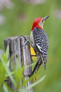 Red-bellied Woodpecker male on fence post in flower garden, ... by Danita Delimont
