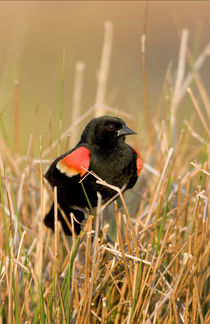 Red-winged Blackbird male singing, displaying in wetland Mar... by Danita Delimont