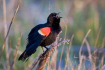 Red-winged Blackbird male singing-displaying in wetland Mari... von Danita Delimont