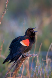 Red-winged Blackbird male singing-displaying in wetland Mari... von Danita Delimont